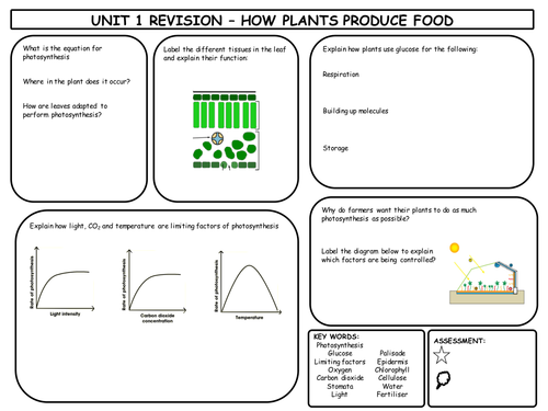 GCSE Photosynthesis Revision Mat