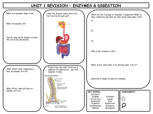 GCSE Enzymes & Digestion Revision Mat