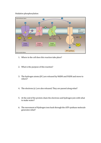 Respiration stages questions | Teaching Resources