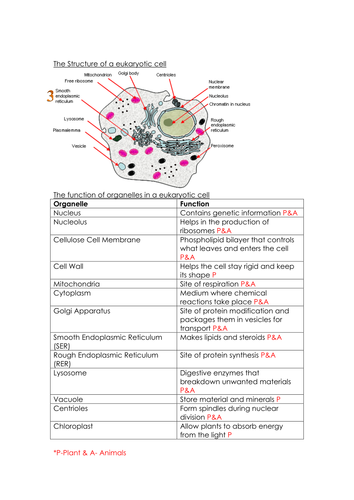 Prokaryotic And Eukaryotic Cells | Teaching Resources