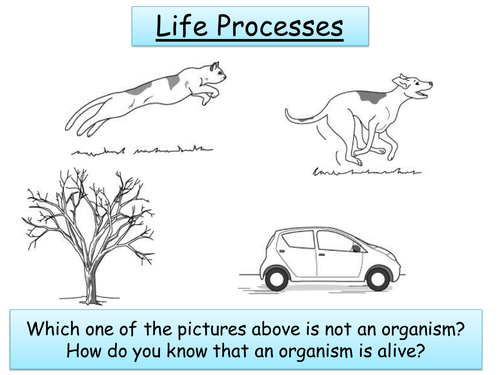 Year 7 Biology - Life Processes, Animal/Plant/Specialised Cells + Microscopes