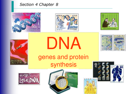 DNA & Chromomsomes (new AQA spec)