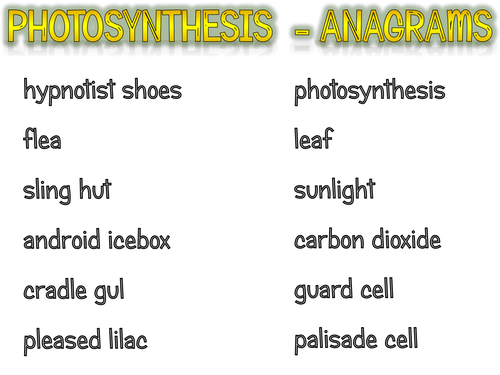 Structure of the leaf