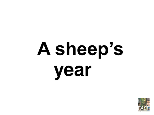 A sheep's year
