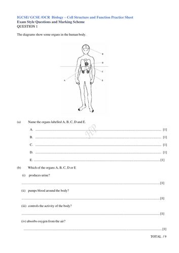 Cell Structure and Function Practice Sheet-Biology