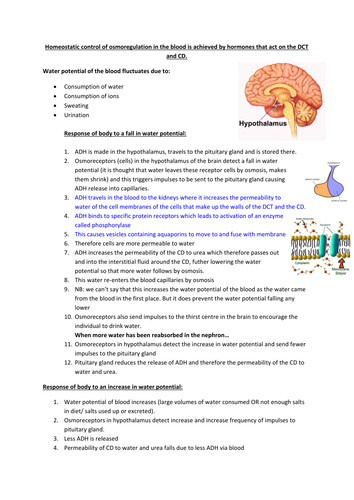 ADH and osmoregulation
