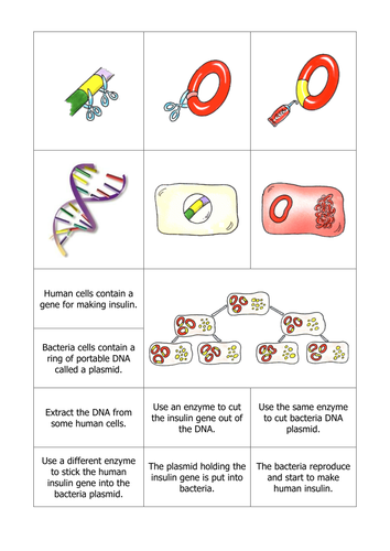 GCSE Genetic Engineering sorting activity