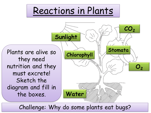 Year 9 Biology - Photosynthesis, Leaf adaptations, Transport & Breeding