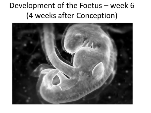 Development of Foetus