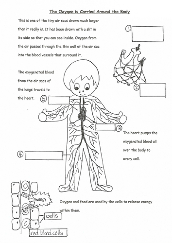 A selection of worksheets about breathing.