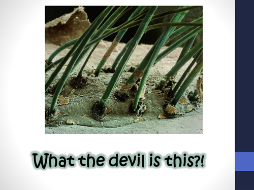 B1.1 The world of the microscope