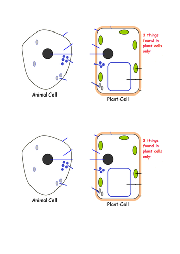 B1.2 Animal and plant cells