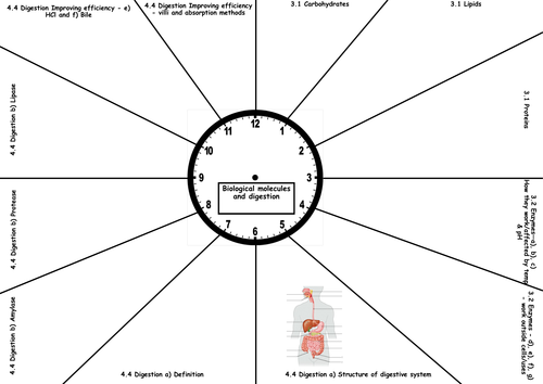 Revision Clock for Biological Molecules and Digestion AQA iGCSE