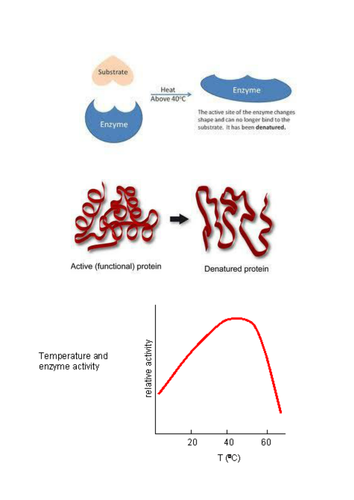 B3.5 Factors affecting enzyme action