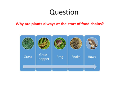 Science extended writing- photosynthesis and food chains