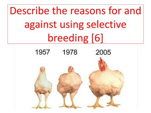 Science extended writing- selective breeding