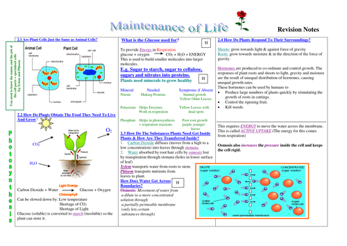 GCSE Biology Maintenance of Life Revision Notes