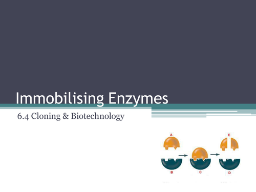 6.4 Cloning and Biotechnology Lesson 7 Immobilised Enzymes OCR A Level Biology Teaching