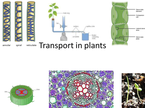 New Complete OCR Transport in plants