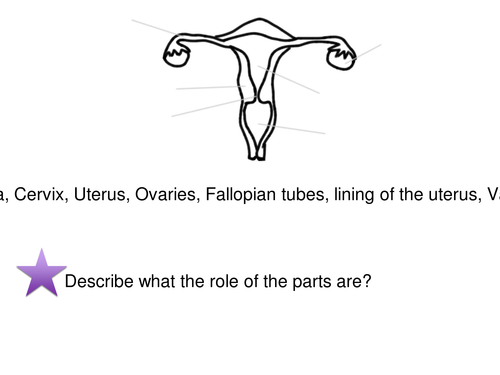 reproductive-system-worksheets-teaching-resources