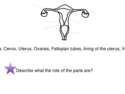 Reproductive system worksheets