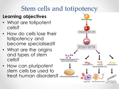 AQA A-level Biology (2016 specification). Section 8 Topic 20 2 Stem cells and totipotency
