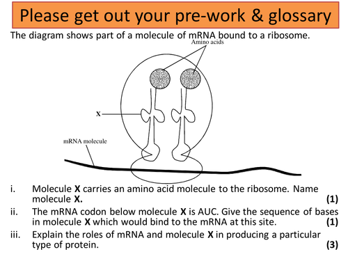 AQA A-level Biology (2016 specification). Section 8 Topic 21 DNA technology 1 Producing fragments