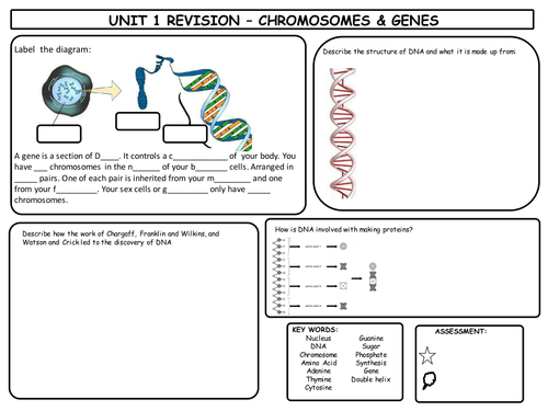 GCSE Single Science Chromosomes & Genes Revision Mat