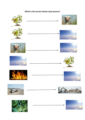 carbon cycle steps for kids