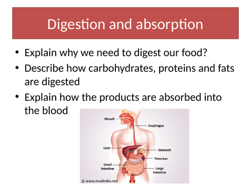 Digestion and absorption of carbohydrates, lipids and proteins