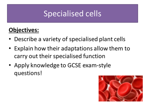 Specilaised cells jigsaw lesson
