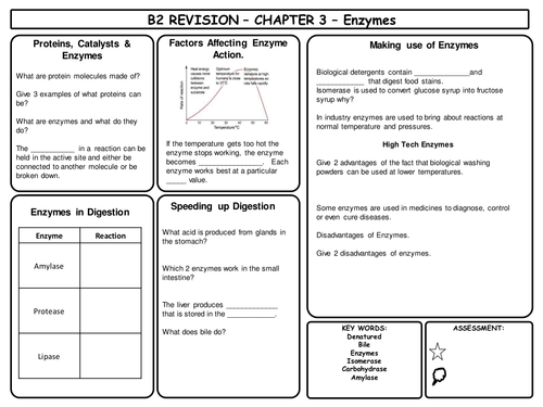 B2 Enzymes Revision Worksheet