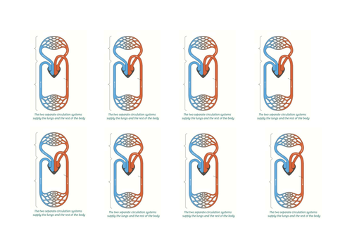 B4.2 The blood vessels