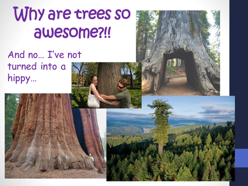 B4.6 Tissues and organs in plants