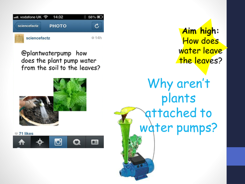 B4.7 Transport systems in plants