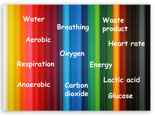 B9.2 The response to exercise