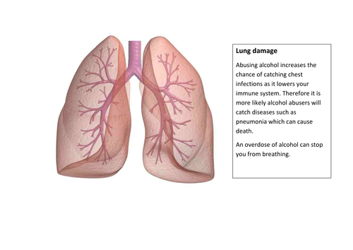 The effects of alcohol