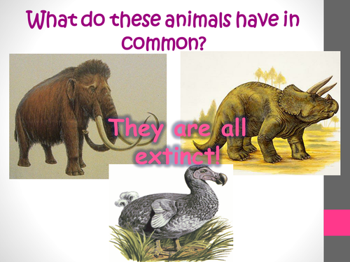 Extinction | Teaching Resources