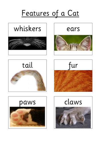 Features of a Cat - Paws, Claws and Whiskers
