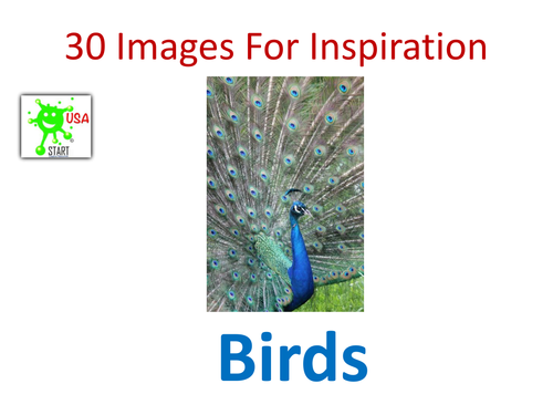 Art. Images of birds for inspiration