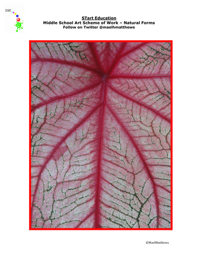 Art. Scheme of study - natural forms