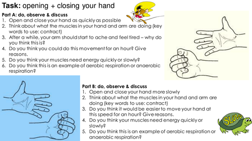 Effects of exercise and smoking on the lungs and body