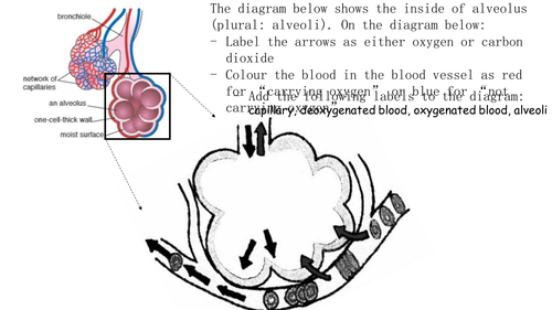 Structures and functions of respiratory system