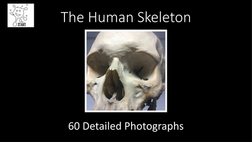 Art. Human skeleton photographs