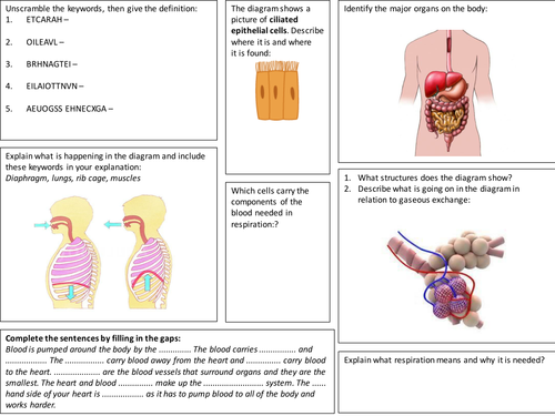 Lungs and Breathing revision mat