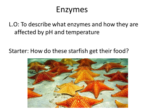 Enzymes, pH and Temperature