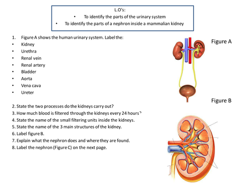 OCR A-Level biology Kidney Structure