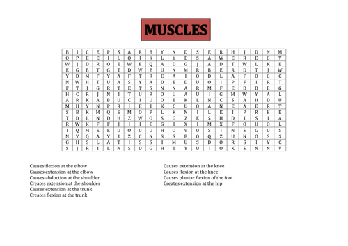 Muscles word searches