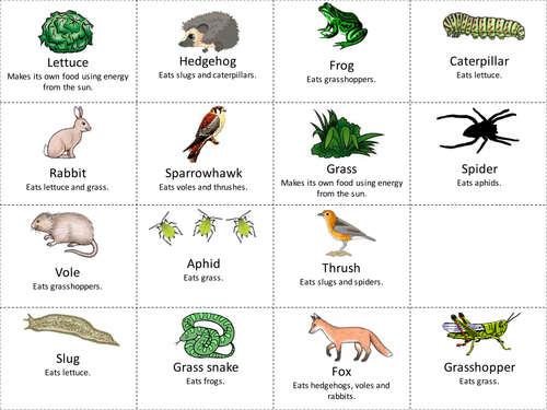 Free New England Food Web Cards Printable