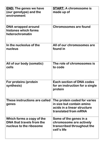 A level chromosome and DNA structure card loop / dominoes